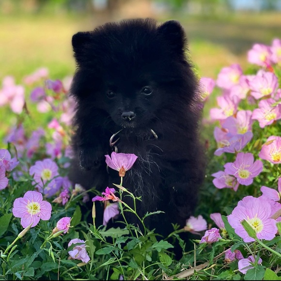 Meet your Posher, Miranda - Picture 9 of 11